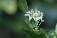 Capsicum frutescens